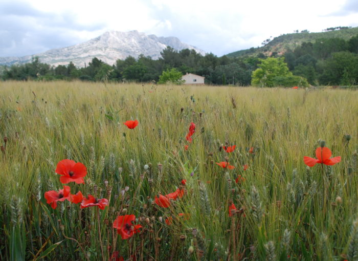 Field near Beaurecueil, E of Aix-en-Provence